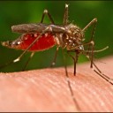 Смертоносные комары. В ожидании новой атаки