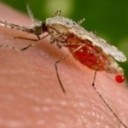 В Подмосковье проводится массовая обработка водоемов для уничтожения малярийных комаров