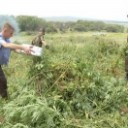 возле деревни Еганово Раменского района cожгли 49 тонн конопли